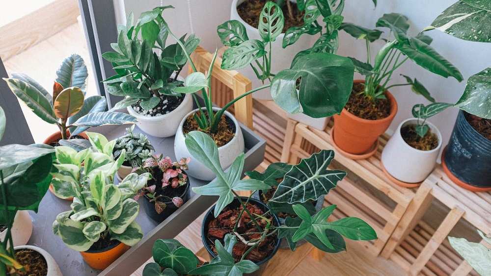 Plantas de un vivero en Junín