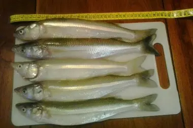 Pejerrey de la Laguna de Gómez en Junín